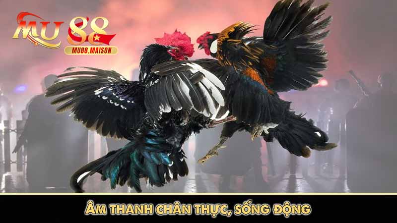 Đá Gà Trực Tiếp Hôm Nay | Xem Chọi Gà Không Lag Trên MU88 11 Âm thanh chân thực, sống động