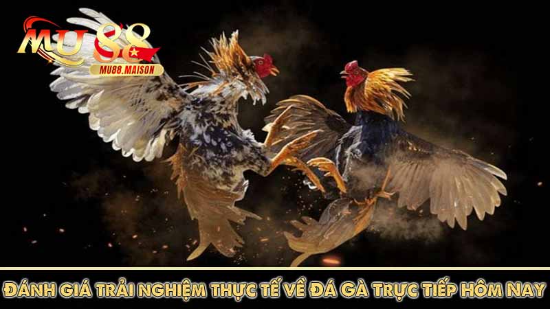 Đá Gà Trực Tiếp Hôm Nay | Xem Chọi Gà Không Lag Trên MU88 10 Đánh giá trải nghiệm thực tế về Đá Gà Trực Tiếp Hôm Nay