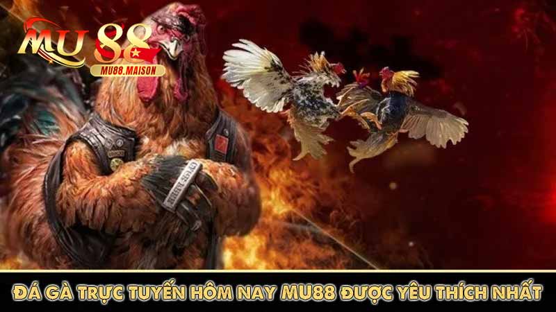 Đá Gà Trực Tiếp Hôm Nay | Xem Chọi Gà Không Lag Trên MU88 9 Đá gà trực tuyến hôm nay MU88 được yêu thích nhất