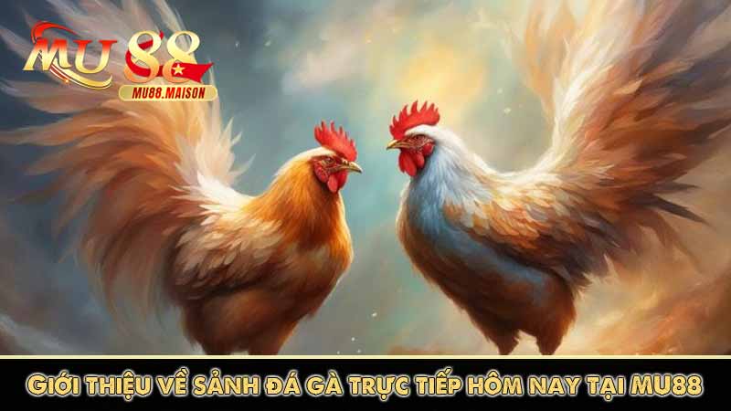 Đá Gà Trực Tiếp Hôm Nay | Xem Chọi Gà Không Lag Trên MU88 8 Giới thiệu về sảnh đá gà trực tiếp hôm nay tại MU88