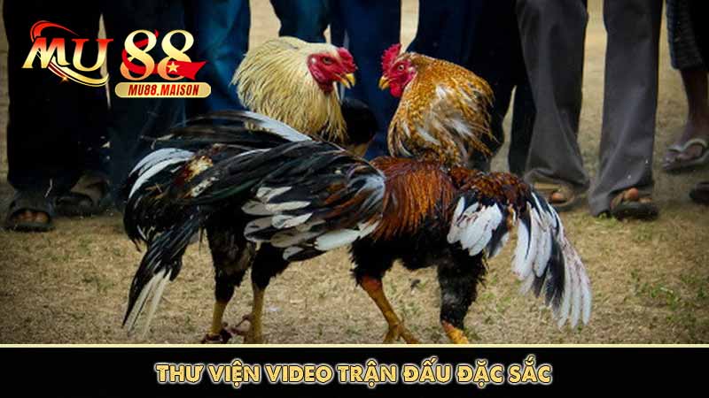 Đá Gà Trực Tiếp Hôm Nay | Xem Chọi Gà Không Lag Trên MU88 12 Thư viện video trận đấu đặc sắc