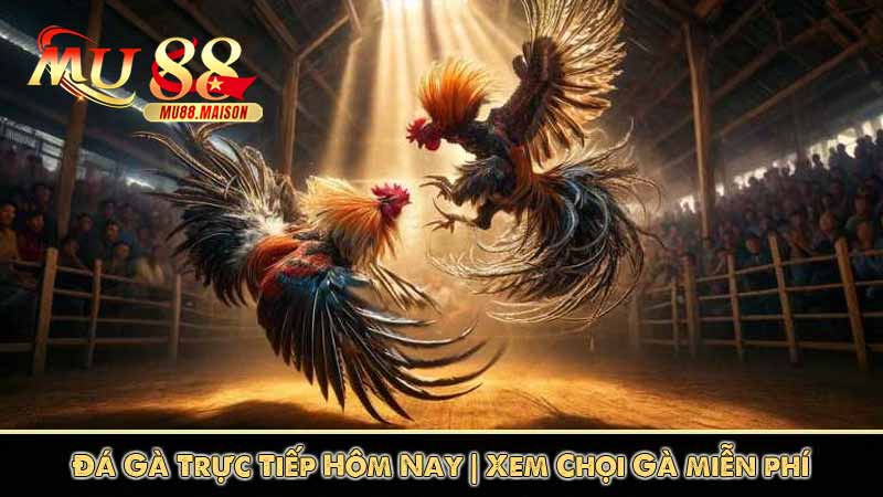 xem đá gà trực tiếp hôm nay